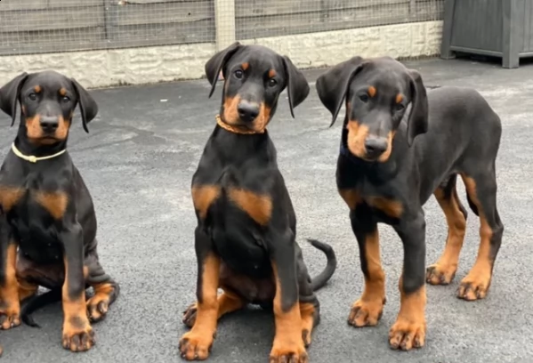 cuccioli di dobermann maschio e femmina