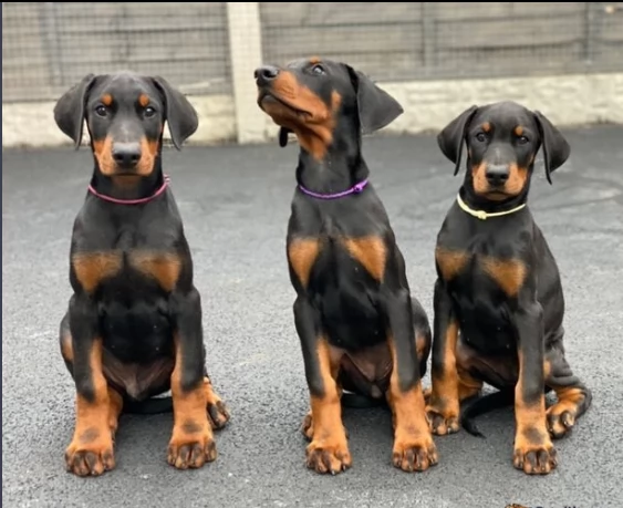 cuccioli di dobermann maschio e femmina | Foto 1