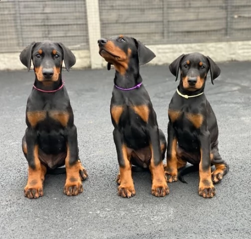 cuccioli di dobermann maschio e femmina | Foto 0