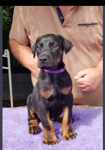 vendo bellissimi cuccioli di doberman