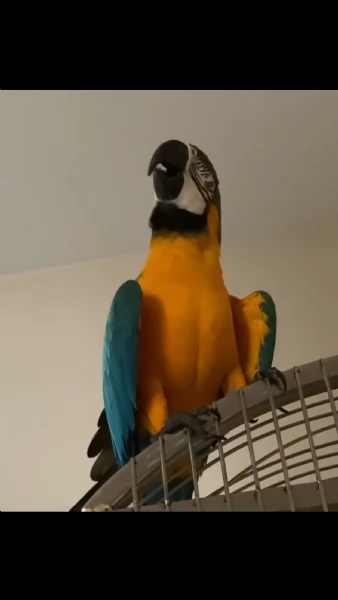 pappagalli ara maschi e femmine