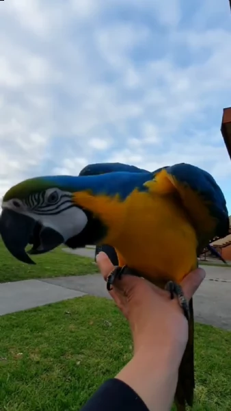 pappagalli disponibili per l'adozione