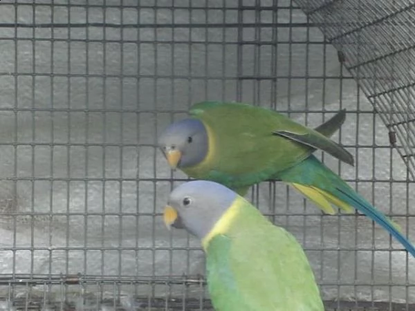 pappagalli disponibili per l'adozione | Foto 1