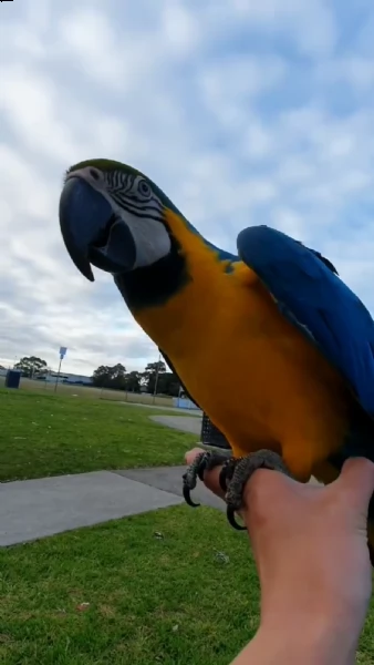 pappagalli disponibili per l'adozione | Foto 0