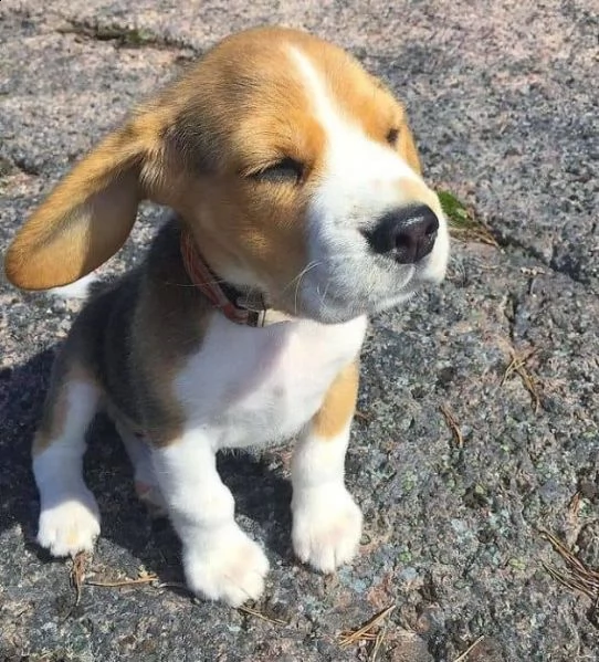 regalo beagle ¥¥ | Foto 0