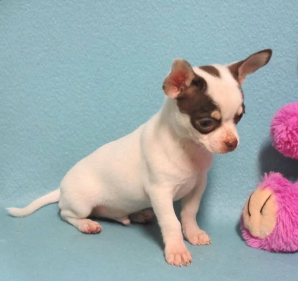 chihuahua cuccioli per l'adozione