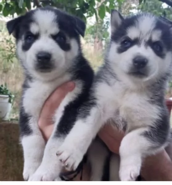 cuccioli di husky completi.