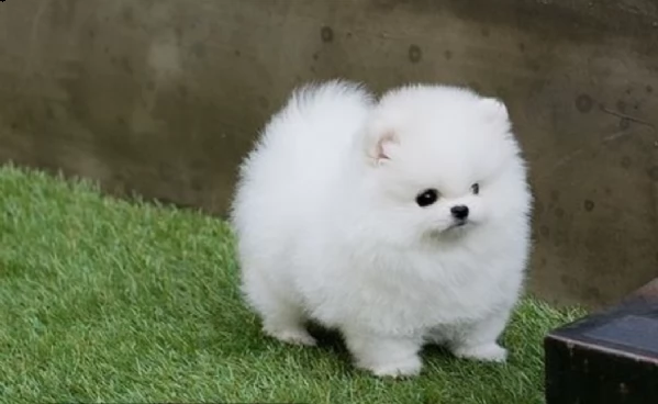 regalo pomeranian valpino toy,,, | Foto 0