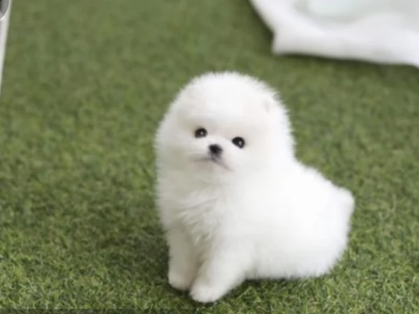 regalo pomeranian valpino toy,,,