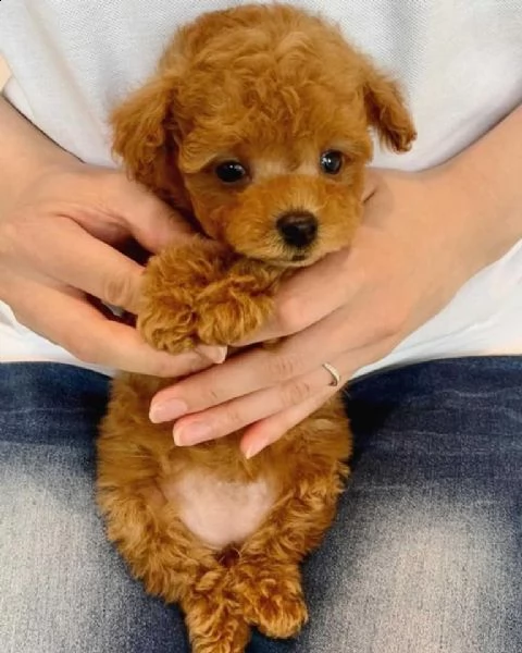 cuccioli di barboncini minitoy!!!! | Foto 0