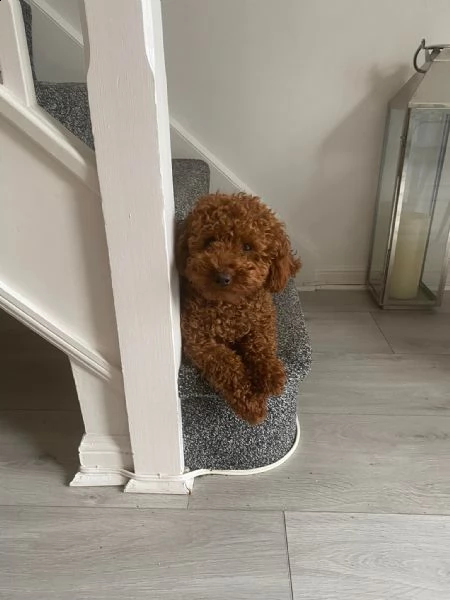 cuccioli di barboncini toy!!!!