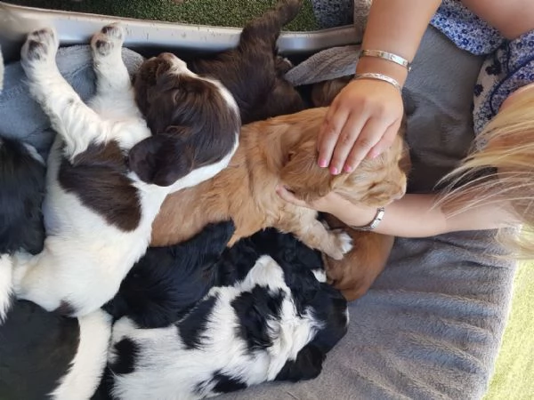 cuccioli di cocker spaniel. | Foto 1