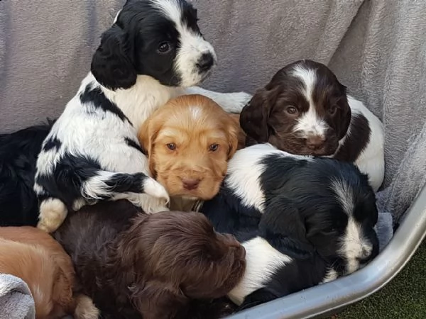 cuccioli di cocker spaniel. | Foto 0