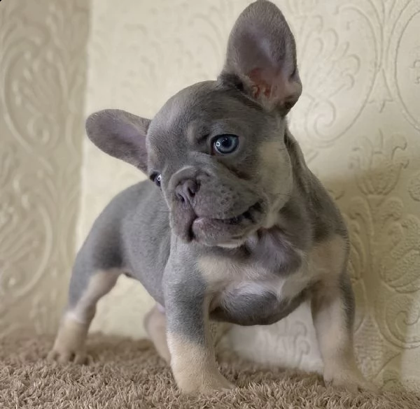 deliziosi cuccioli di bulldog francese | Foto 1