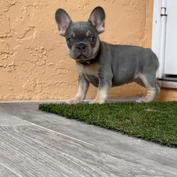 deliziosi cuccioli di bulldog francese | Foto 0