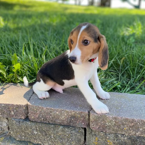 beagle cuccioli per l'adozione bellissima cucciolata cerca nuova famiglia, 4 maschi e 3 femmina, 60 