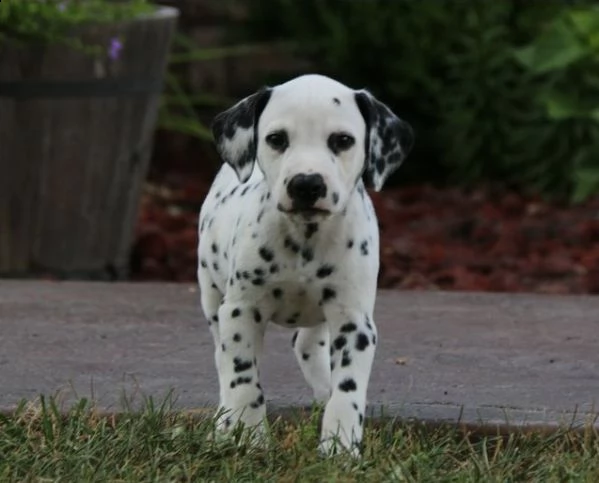  dalmata cuccioli per l'adozione bellissima cucciolata cerca nuova famiglia, 4 maschi e 3 femmina, 6