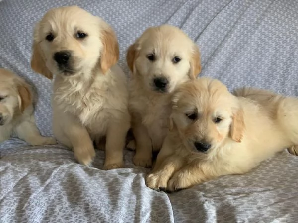 regalo cuccioli pastore tedesco
