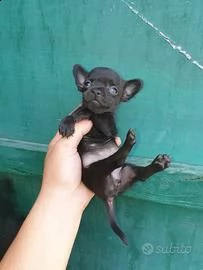cuccioli di chihuahua mini toy