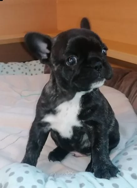 bulldog francese blue