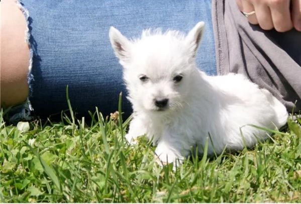 regalo adorabili cuccioli  west highland terrier bianco  femminucce e maschietti