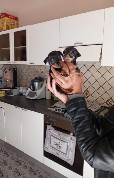 Vendo cuccioli pincher toy maschi