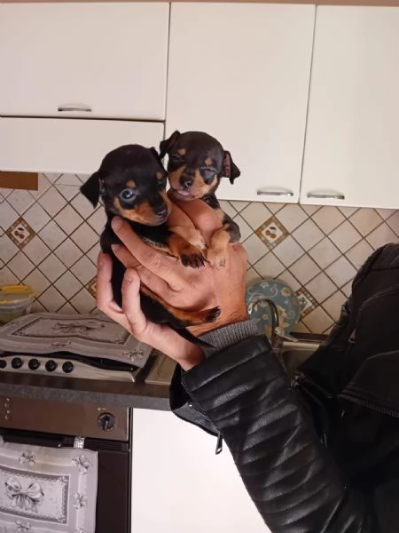 Vendo cuccioli pincher toy maschi | Foto 1