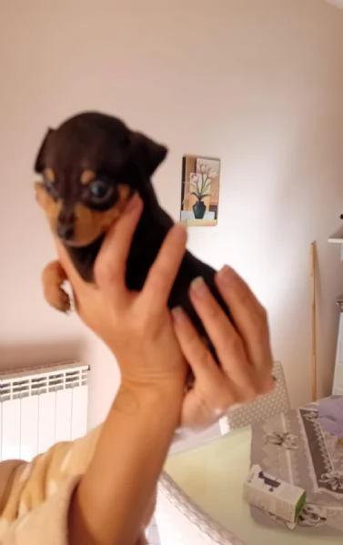 Vendo cuccioli pincher toy maschi | Foto 0