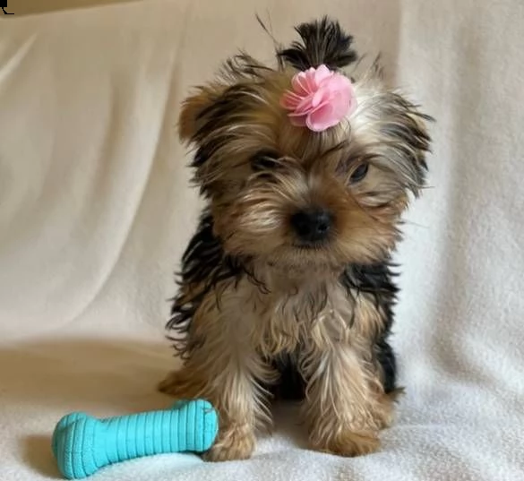 email : arwenbrades10[at]gmail[.com] cuccioli adorabile di cuccioli di yorkshire terrier. ora disponibile