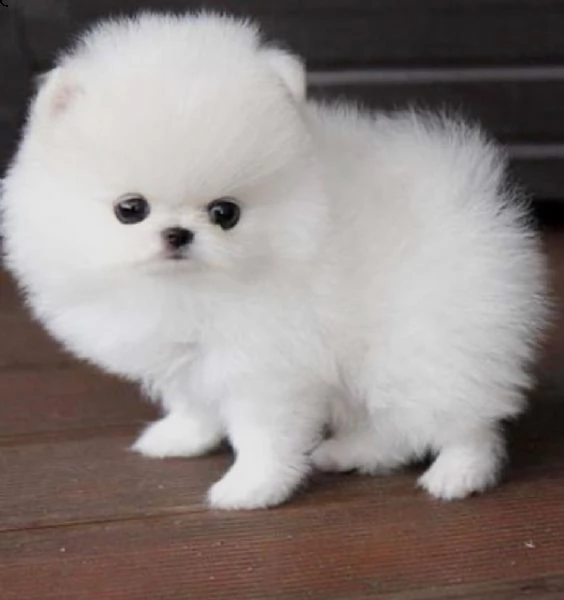  regalo cuccioli di volpino di pomerania pomerania maschi e femmine, vaccinati sverminati e con micr