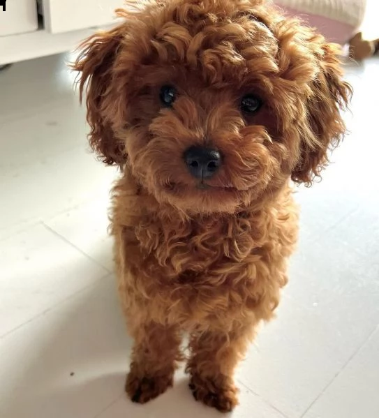 cuccioli barboncini toy piccoli 