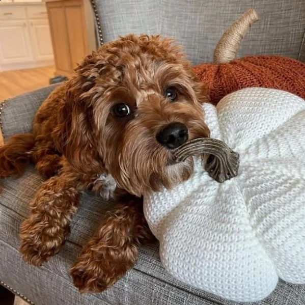  disponibile!!!!!!regala barboncino ,,,,,, | Foto 0