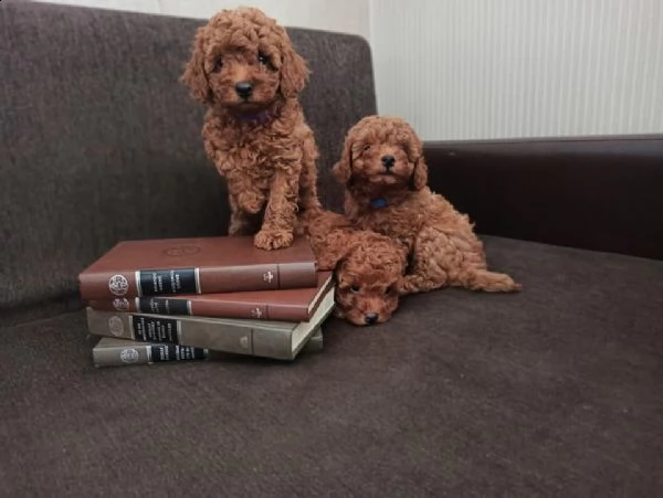 barboncini nani cuccioli albicoccca al mese  | Foto 2