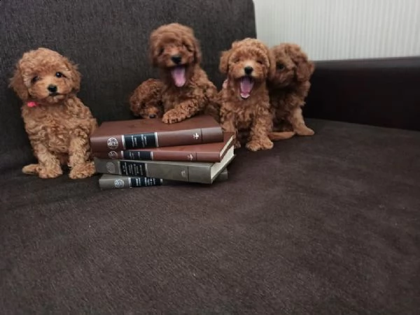 barboncini nani cuccioli albicoccca al mese  | Foto 1