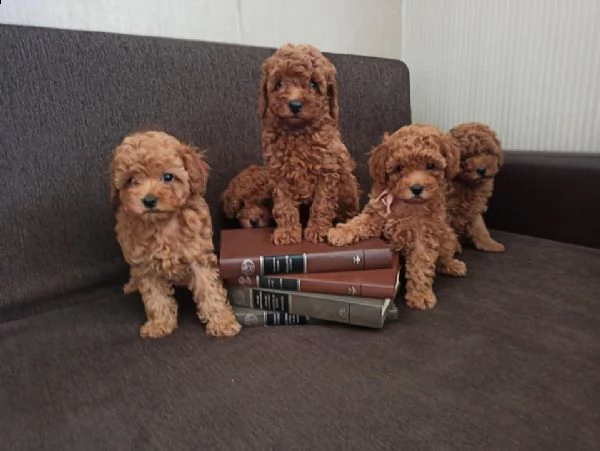 barboncini nani cuccioli albicoccca al mese  | Foto 0