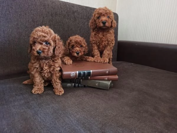 barboncini nani cuccioli albicoccca al mese 