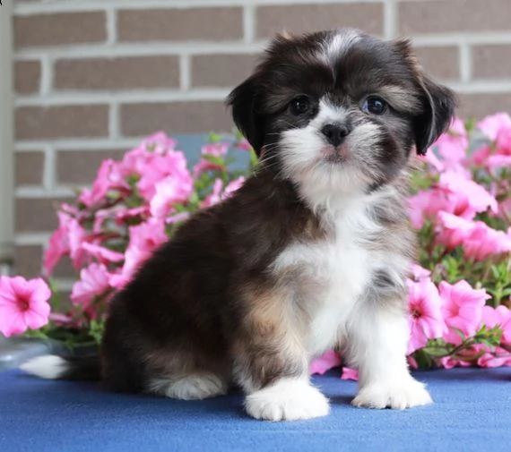 bellissimi cuccioli imperiali di shih tzu per l'adozione | Foto 1
