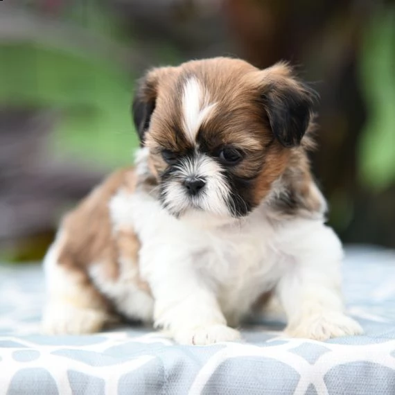 bellissimi cuccioli imperiali di shih tzu per l'adozione