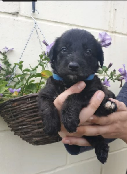 cuccioli di barboncino in adozione