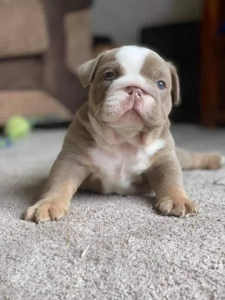 cuccioli bulldog inglese adozione