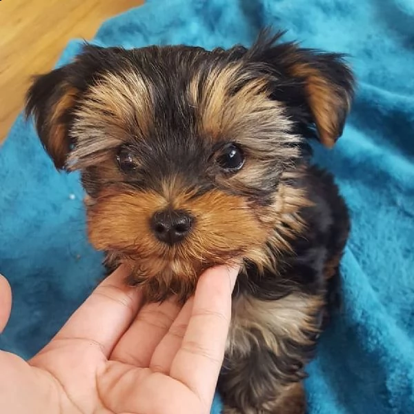cuccioli di yorkie registrati per l'adozione | Foto 0