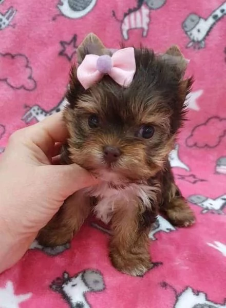 cuccioli di yorkie registrati per l'adozione