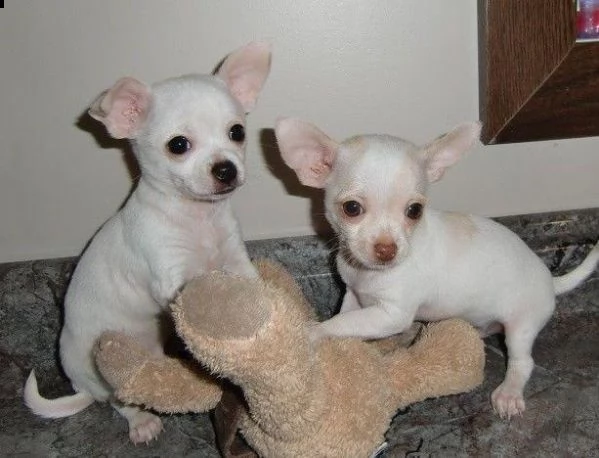 disponibili adorabili cuccioli di chihuahua