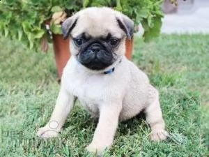 bellissimi cuccioli di carlino maschio e femmina pronti per partire.