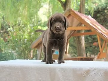 labrador cuccioli
