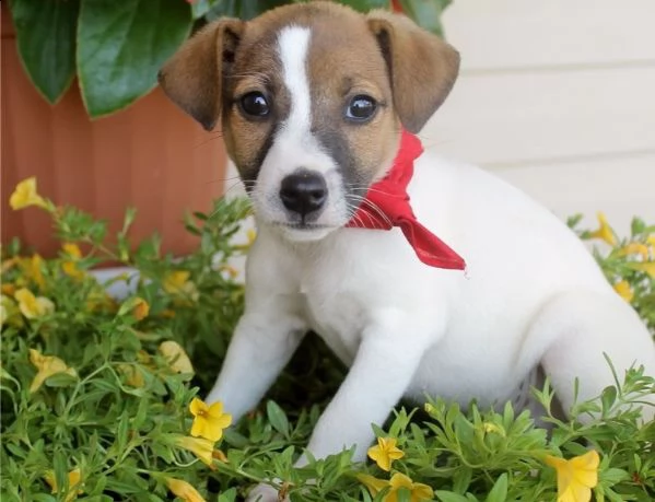 regarlo bassotto cuccioli