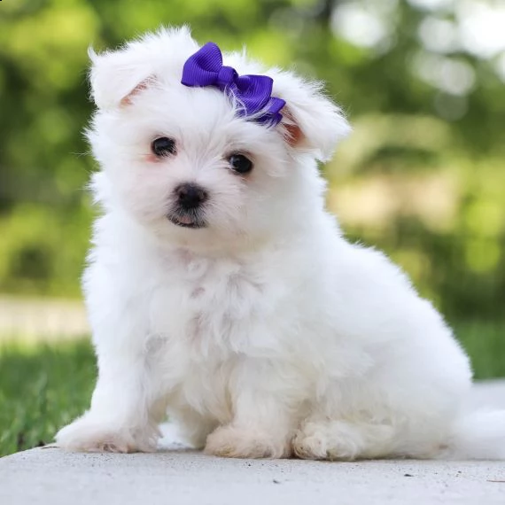 regarlo bulldog inglese cuccioli