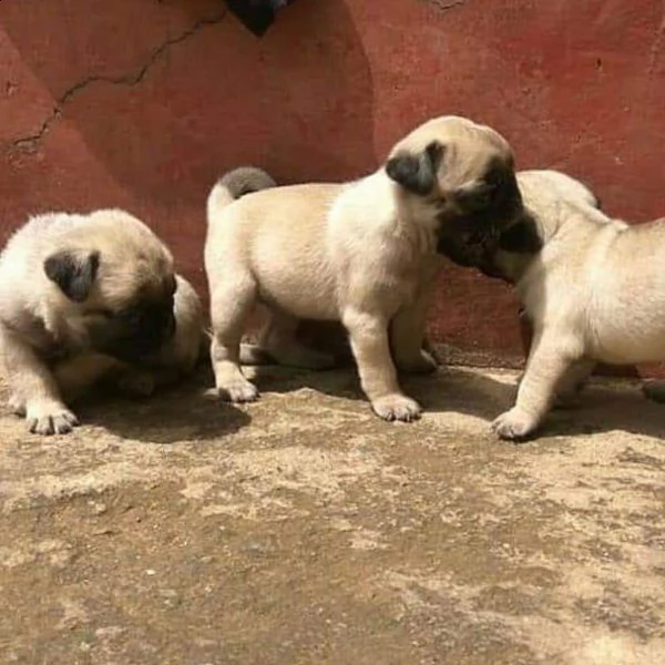 vendo simpatici cuccioli di carlino