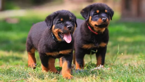  campione eccezionale di cuccioli di rottweiler maschi e femmine