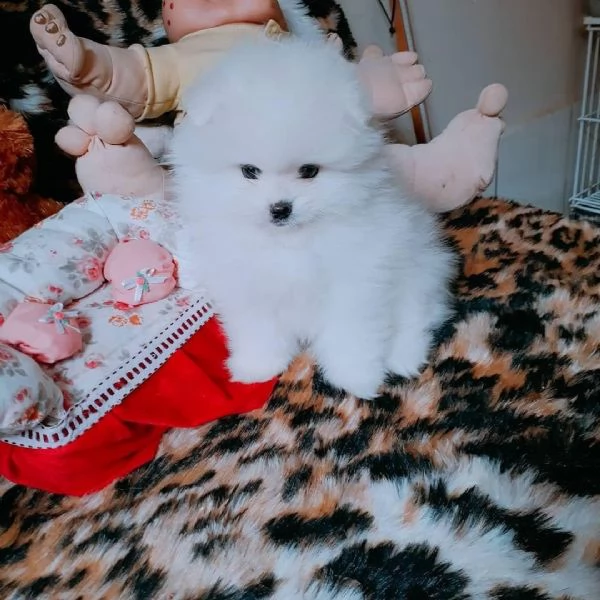 regalo pomeranian mini toy,,,,,,